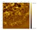 skincell.005